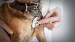 Unraveling the Enigma: Unveiling the Mystery Illness Affecting Dogs and Ensuring the Safety of Your Furry Companions