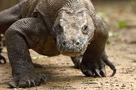 red dragon wallpaper ile ilgili görsel sonucu