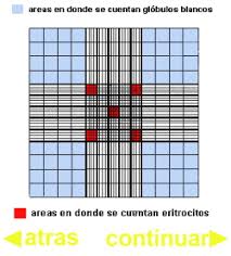 Resultado de imagen de liquido de hayem