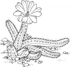 Résultat de recherche d'images pour "cactus coloring pages"