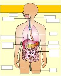 http://www.softschools.com/science/human_body/digestive_system/