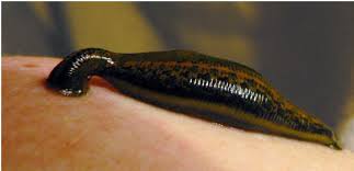 Resultado de imagen para hirudineos