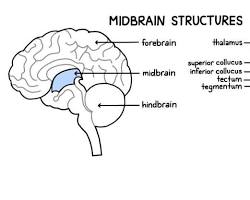 Image of midbrain and hindbrain