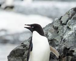 Image of Adélie Penguin