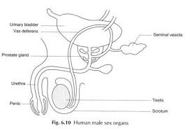 Image result for how to insert male organ into female organ