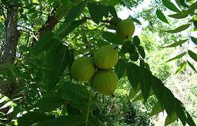 walnut tree ile ilgili görsel sonucu