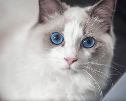 ラグドールの画像