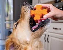 puppy playing with a safe chew toyの画像