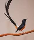 http://peternakan-burung-berkicau.blogspot.com/2013/11/muray-batu_20.html