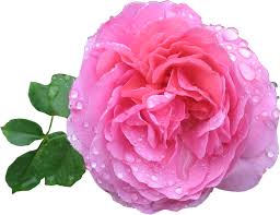 Image result for pink rose images hd