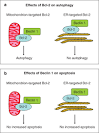 Regulation of the Autophagic Bcl-2Beclin Interaction - m