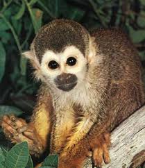 Image result for MONKEYS