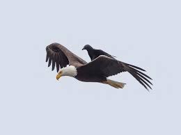 Image result for crow on a eagle