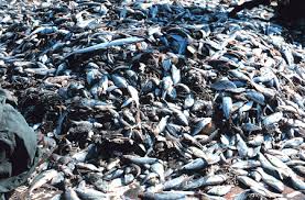 Image result for overfishing