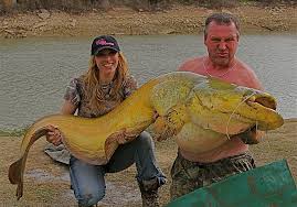 Wow! The fisherman snagged a giant yellow catfish!