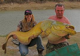 Wow, did you see the massive yellow catfish the fisherman саᴜɡһt.Lm