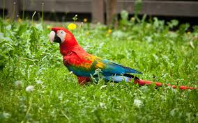 Image result for macaw parrot hd