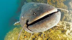 Image result for wels catfish