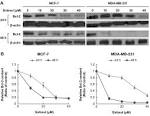 Bcl expression in breast cancer