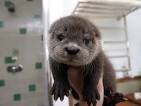 How much does a pet otter cost