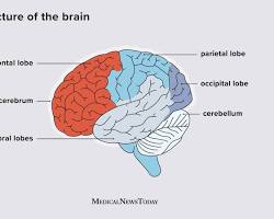 Image of Prefrontal Cortex in the brain