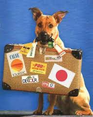 Afbeeldingsresultaat voor puppy met vakantie