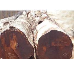 Image of Honne Hone Karnataka