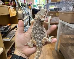 ノーマル フトアゴヒゲトカゲの画像