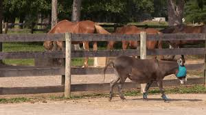 Slump in donations forces Brown County sanctuary to turn away farm animal rescue requests