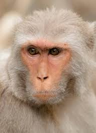 Image result for MONKEYS