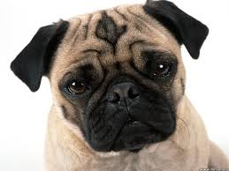 Image result for pugs