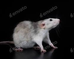Rato