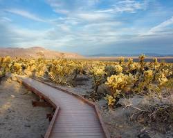 Image of Cholla Cactus Garden Joshua Tree National Park