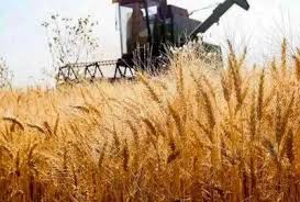 قیمت انواع نهاده های دامی و محصولات کشاورزی امروز ۲۱ مرداد ۱۴۰۴