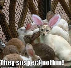 The Easter Cat | Funny Dirty Adult Jokes, Memes &amp; Pictures : Funny ... via Relatably.com
