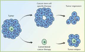 Cancer Stem Cell