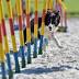 Dog agility