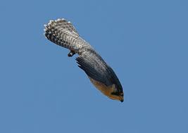 Peregrine Falcon Quotes. QuotesGram via Relatably.com