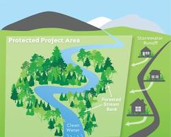 Watershed protection in a forest