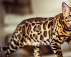 Bengal cat resmi