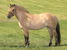 Image result for HORSE