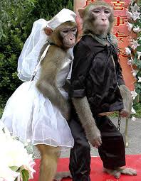 Image result for monkeys
