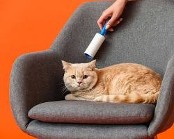 person using a lint roller on a catの画像