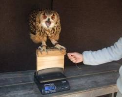 フクロウ用体重計の画像