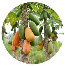 Image result for sagwan image green tree image