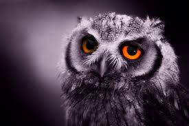 Image result for owls at night