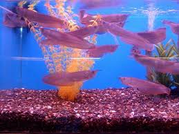 Image result for arowana fish collections