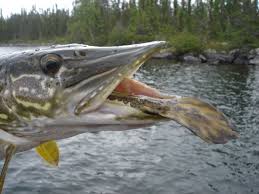 Image result for burbot fish