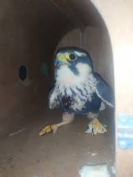 Corpo de Bombeiros resgata gavião ferido em Montes Claros; ave bateu na rede elétrica e não conseguiu mais voar