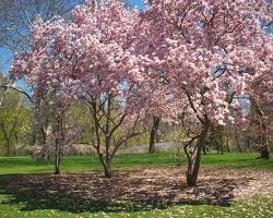 Image of Central Park cherry blossoms